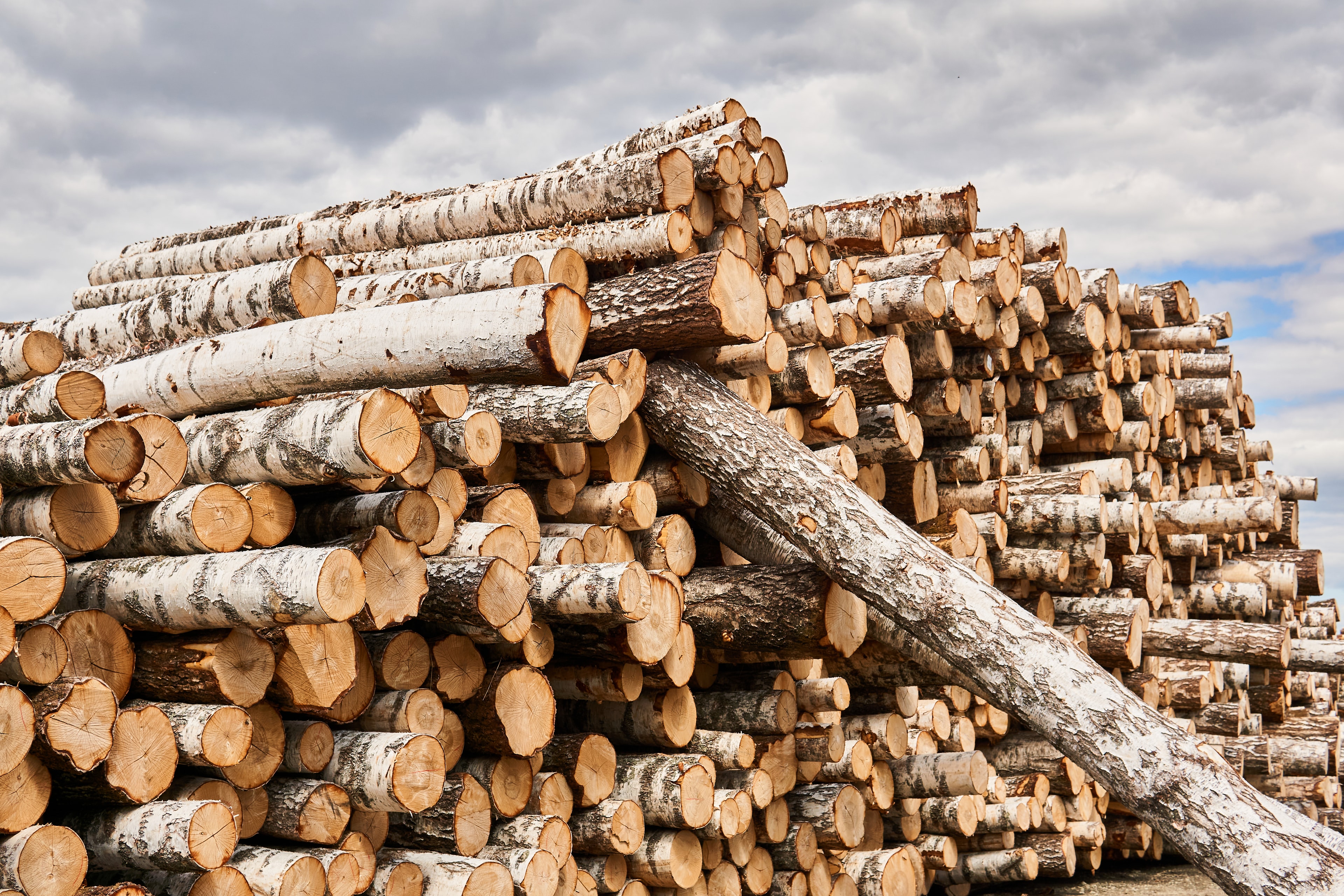 It Starts as a Log